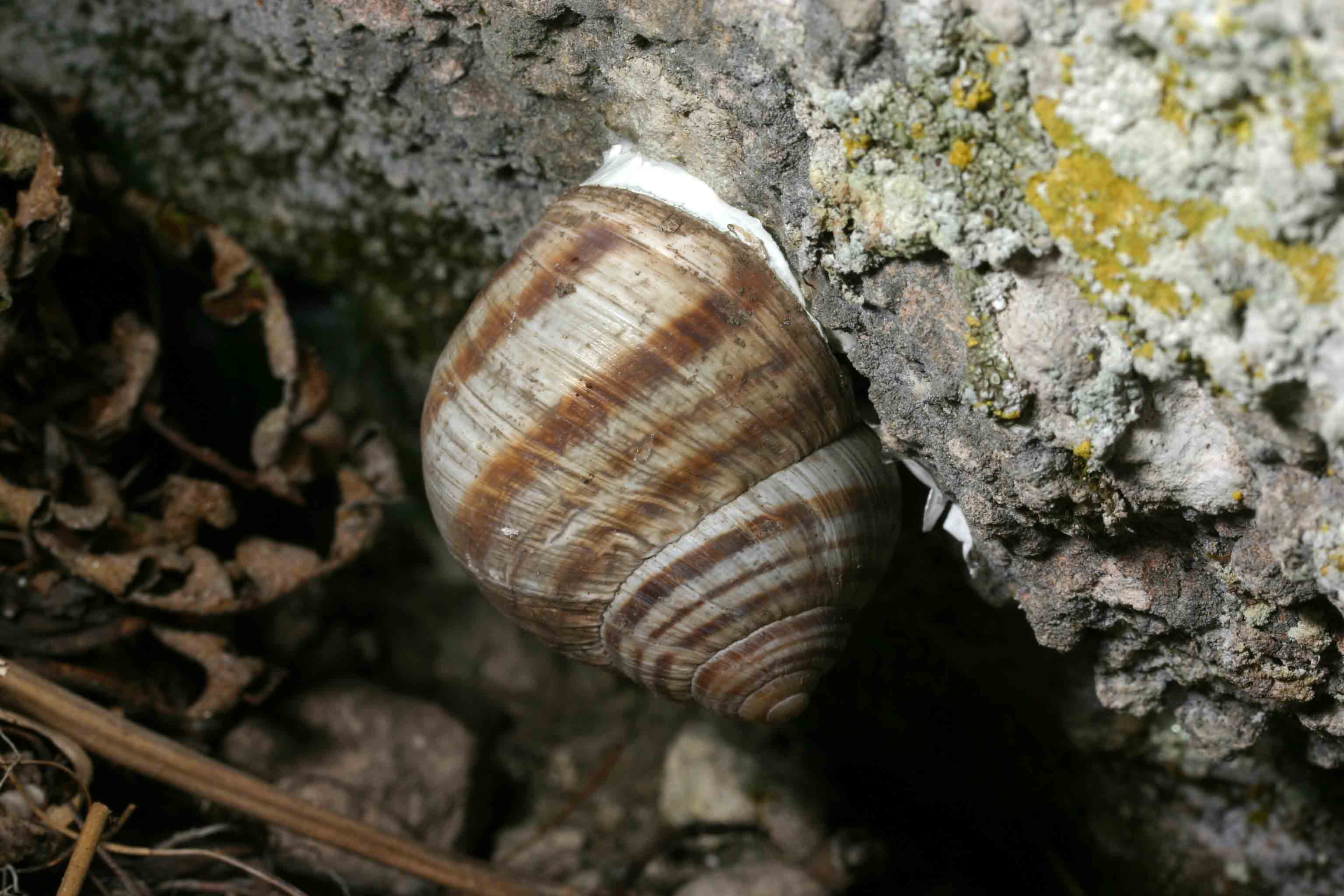 Helix (Helix) ligata O.F. Mller, 1774  del Sagittario